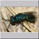 X Trichrysis cyanea - Goldwespe 03f 6mm OS-Wallenhorst-Tongrube-Lehmwand - det.jpg